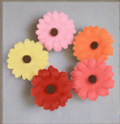 Gerbera Daisy Online