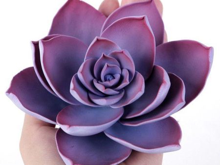 Violet Succulent Hot on Sale